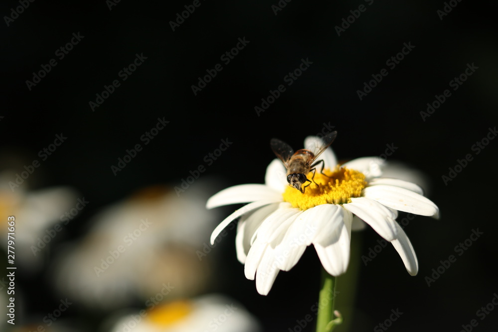 Fototapeta premium bee on a flower