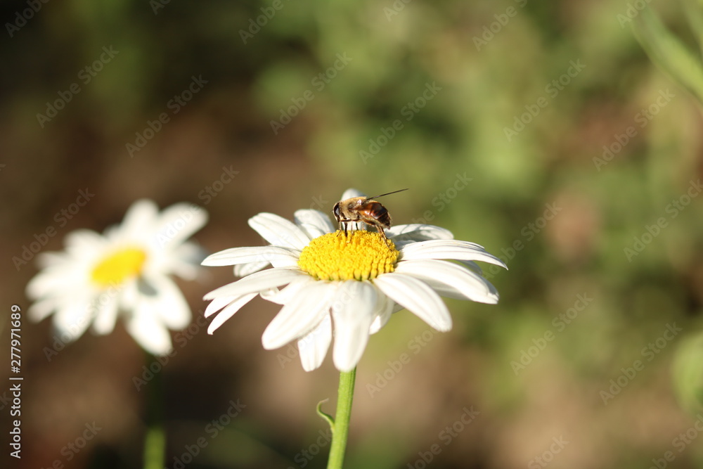 bee on a flower bee on a flower