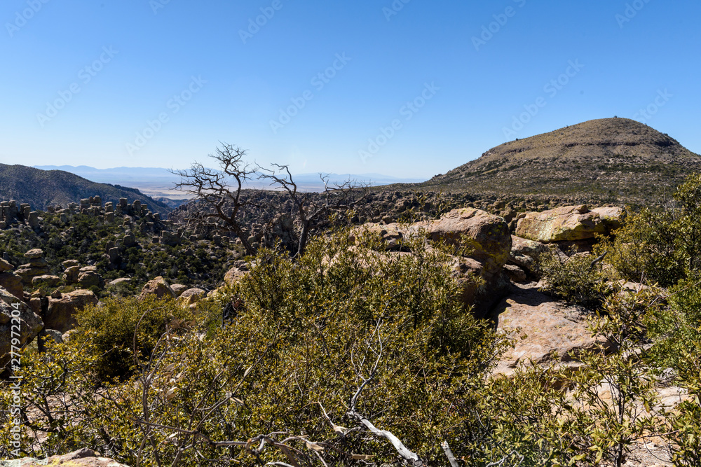 A tree grows among the hoodoos and rock formations in the Southwestern desert park named Chiricahua National Monument.