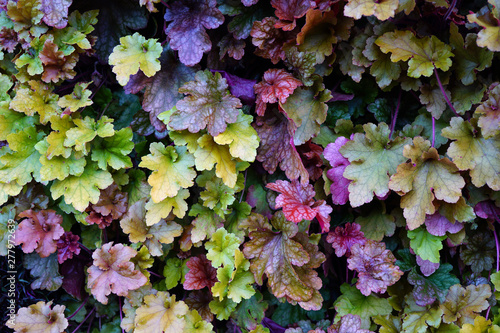 Purple and green leaves of the heuchera coral bells plant photo