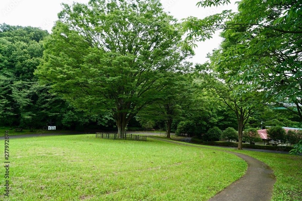 Fototapeta premium 公園