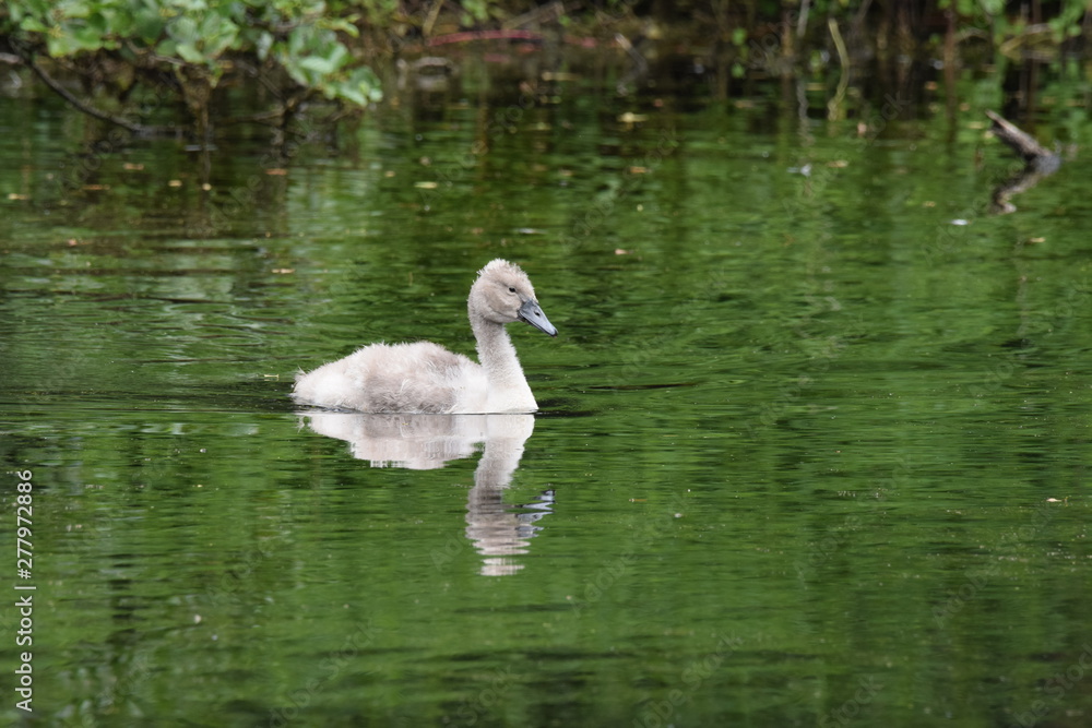 cygnet on the lake reflection cygnet on the lake reflection