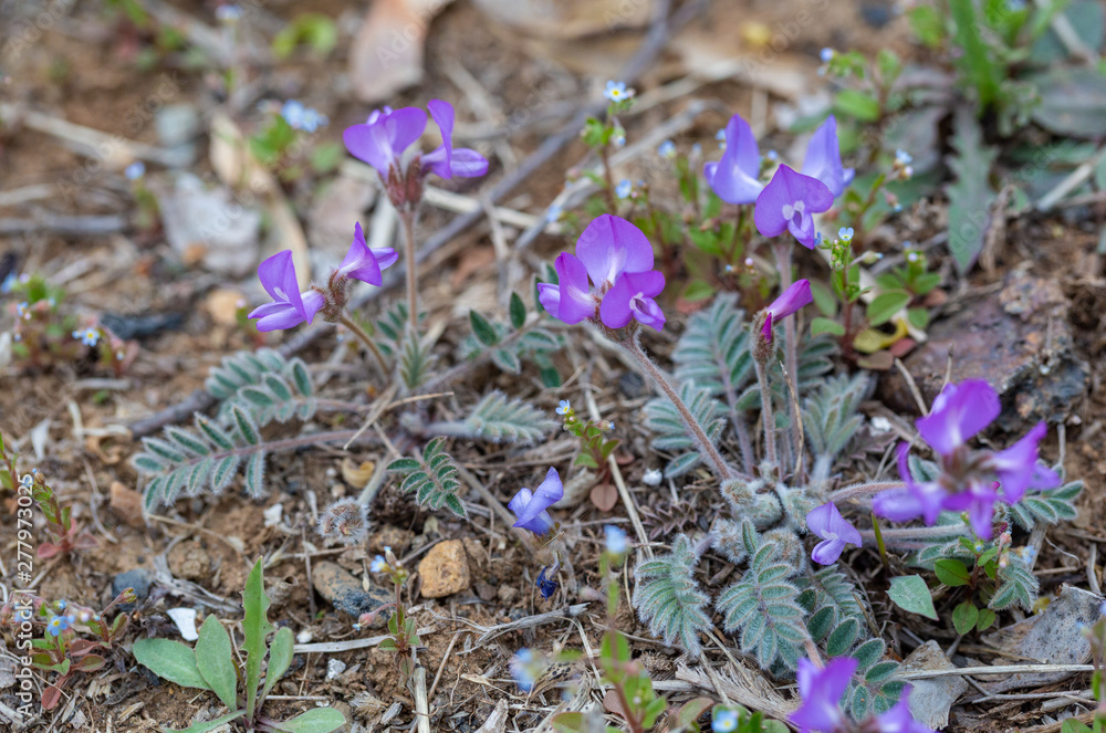 Spring outdoor, blooming purple rice pocket flowers,Gueldenstaedtia verna(Georgi)Boriss Spring outdoor, blooming purple rice pocket flowers,Gueldenstaedtia verna(Georgi)Boriss