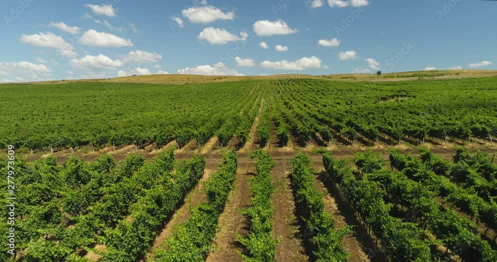 Vineyards rows at agricultural field in the countryside, beautiful agricultural landscape. Aerial drone view Vineyards rows at agricultural field in the countryside, beautiful agricultural landscape. Aerial drone view