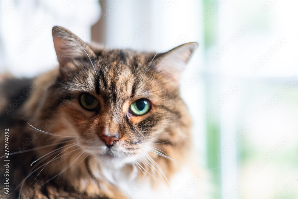 Closeup portrait of calico Maine Coon cat looking at camera by bright sunlight, natural light from window in home or house room