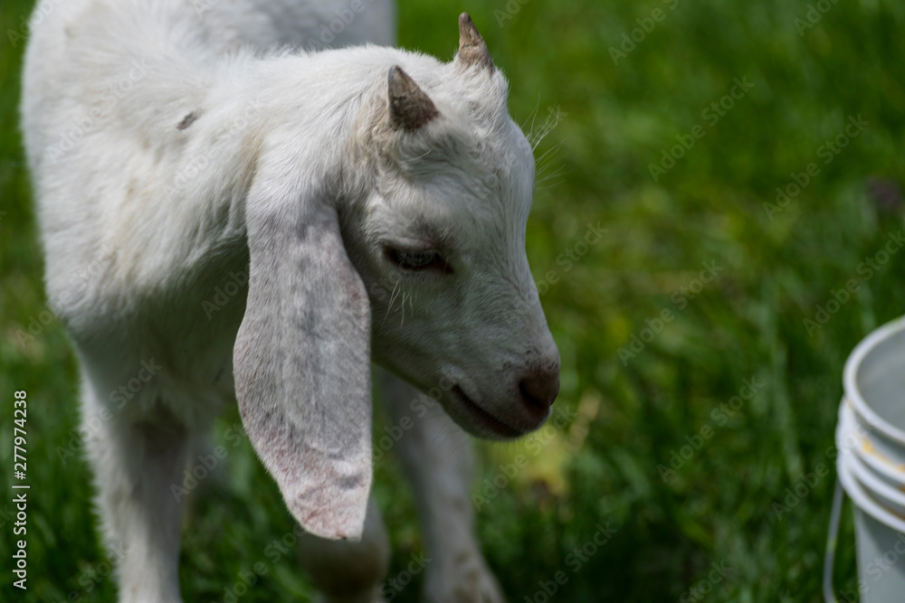 Obraz premium Cabras blancas y color marron pastando en la pradera