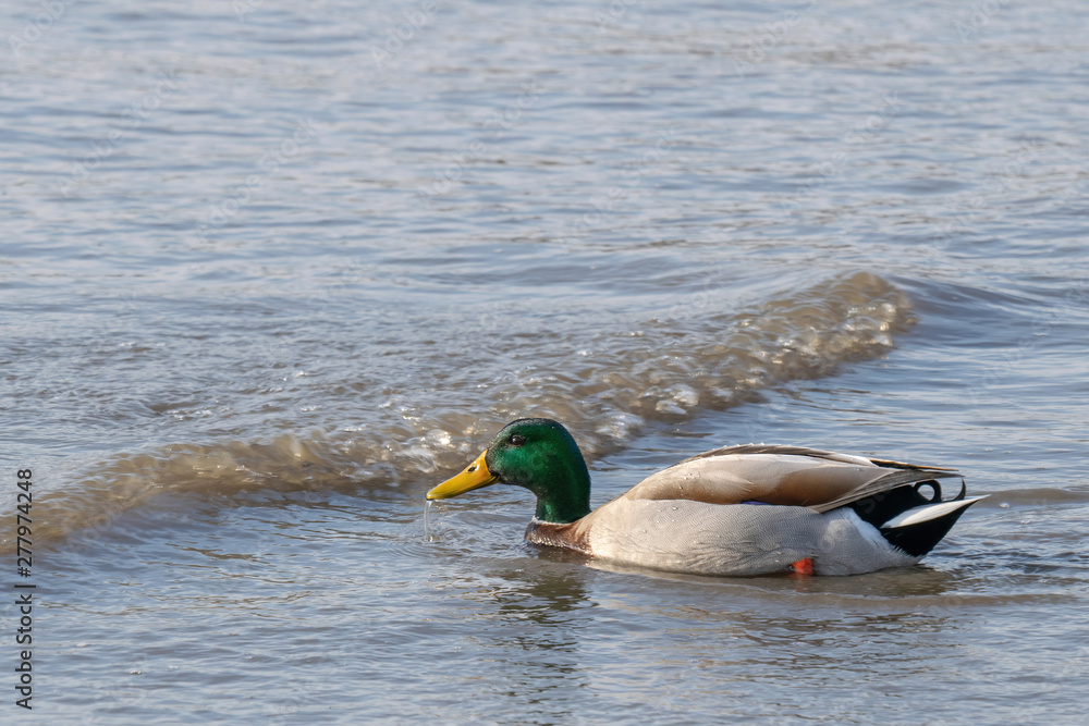 Closeup of a duck swimming in the shallow waters of the East River Closeup of a duck swimming in the shallow waters of the East River