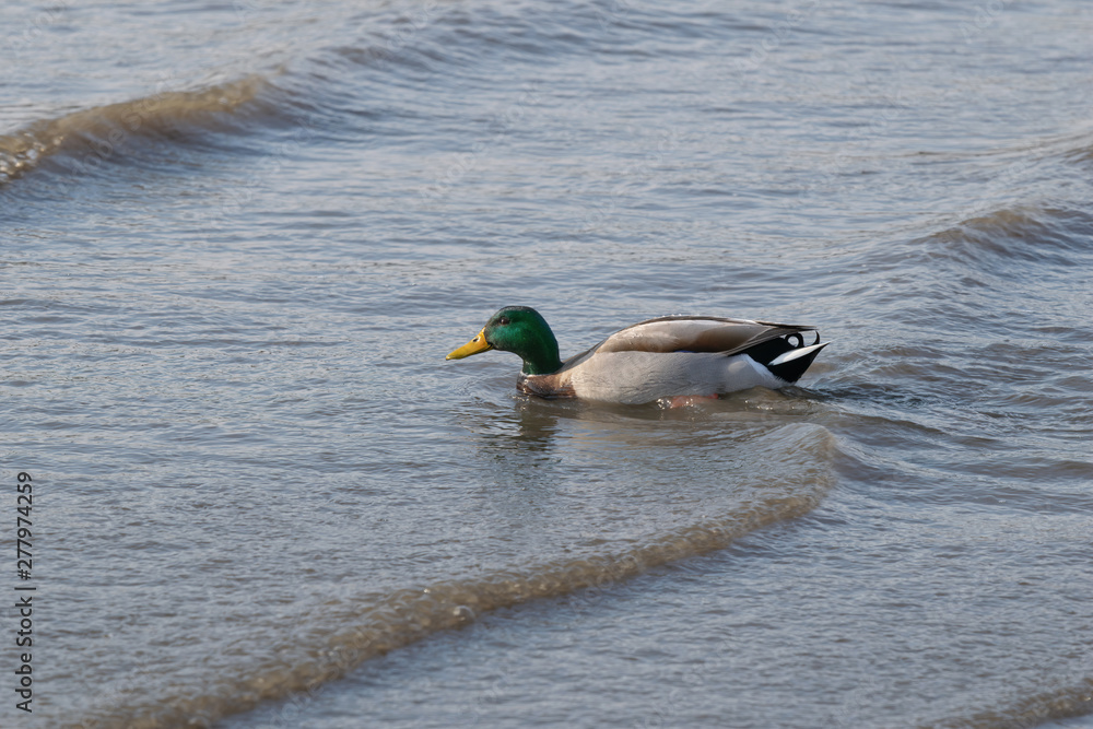 Closeup of a duck swimming in the shallow waters of the East River Closeup of a duck swimming in the shallow waters of the East River