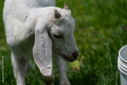 Cabras blancas y color marron pastando en la pradera