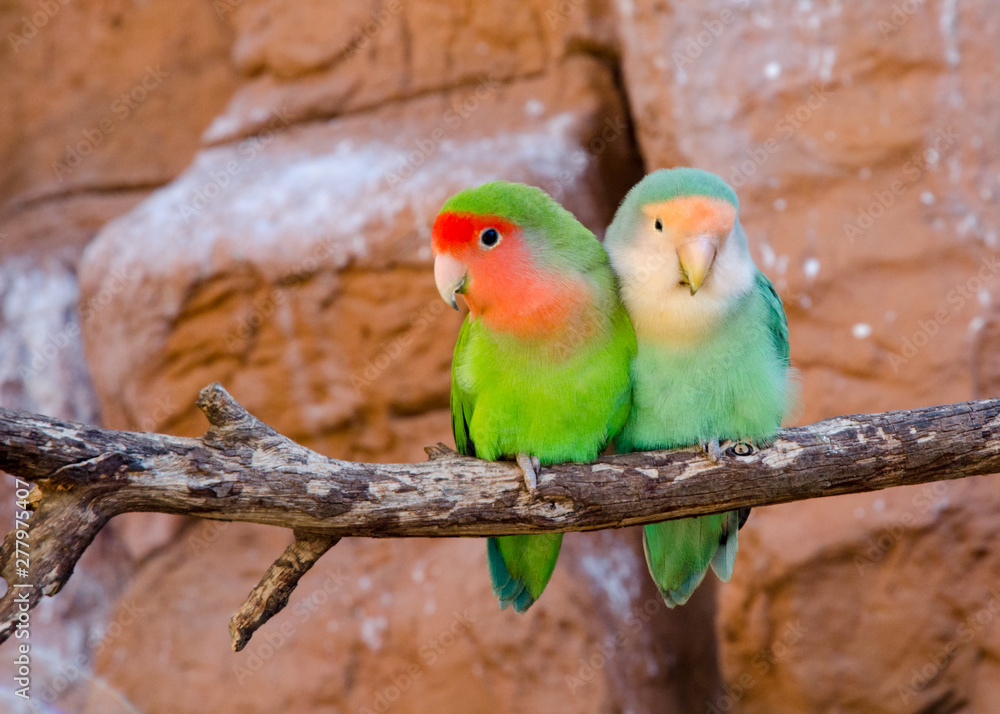 Obraz premium Two colorful parrots on a bench with redish with a stone wall in the background