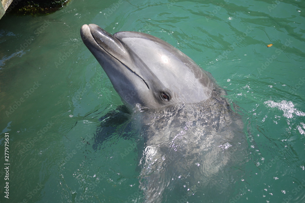 Fototapeta premium 涼しげイルカさん