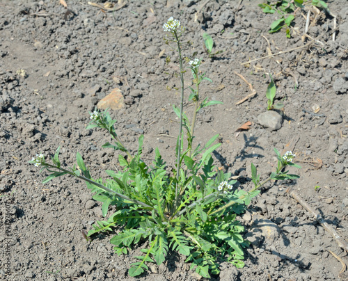 Herb shepherd's purse (Capsella bursa-pastoris) 2