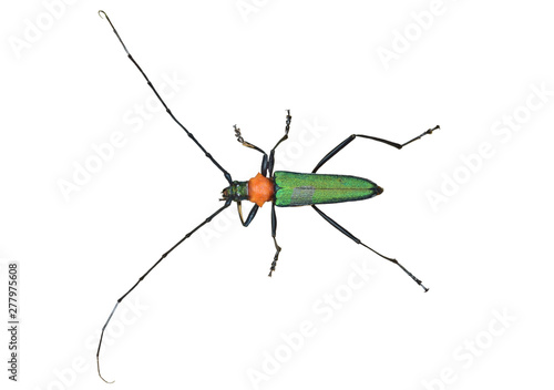 Capricorn beetle (Chloridolum sieversi) 6
