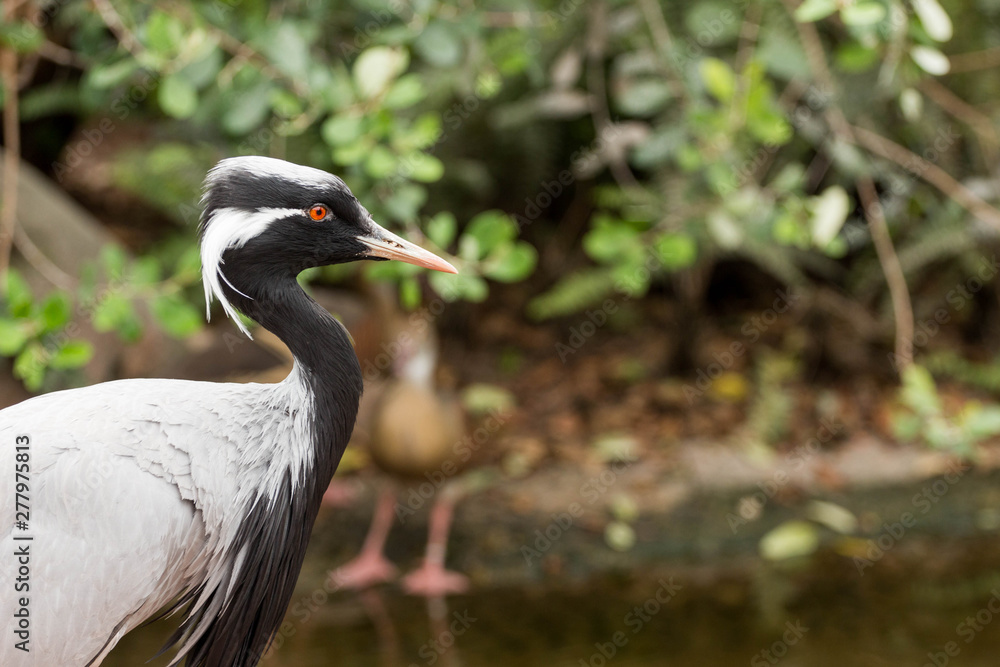 Fototapeta premium Egyptian Stork