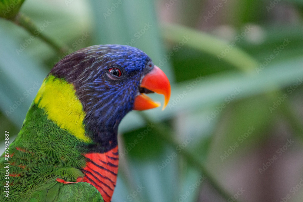 Naklejka premium Rainbow Lorikeet Bird