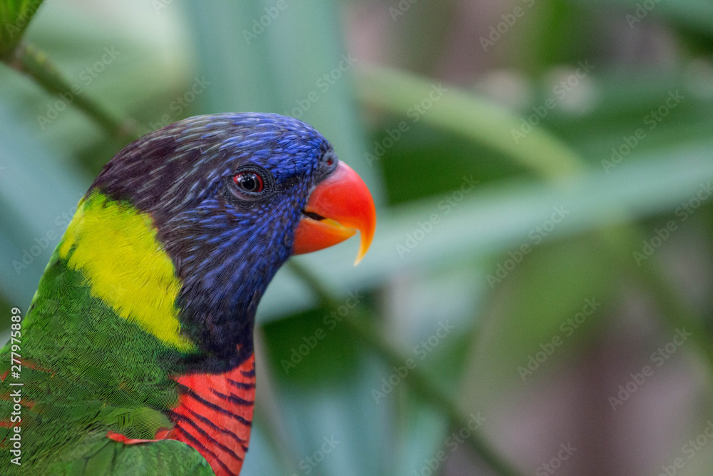 Rainbow Lorikeet Bird