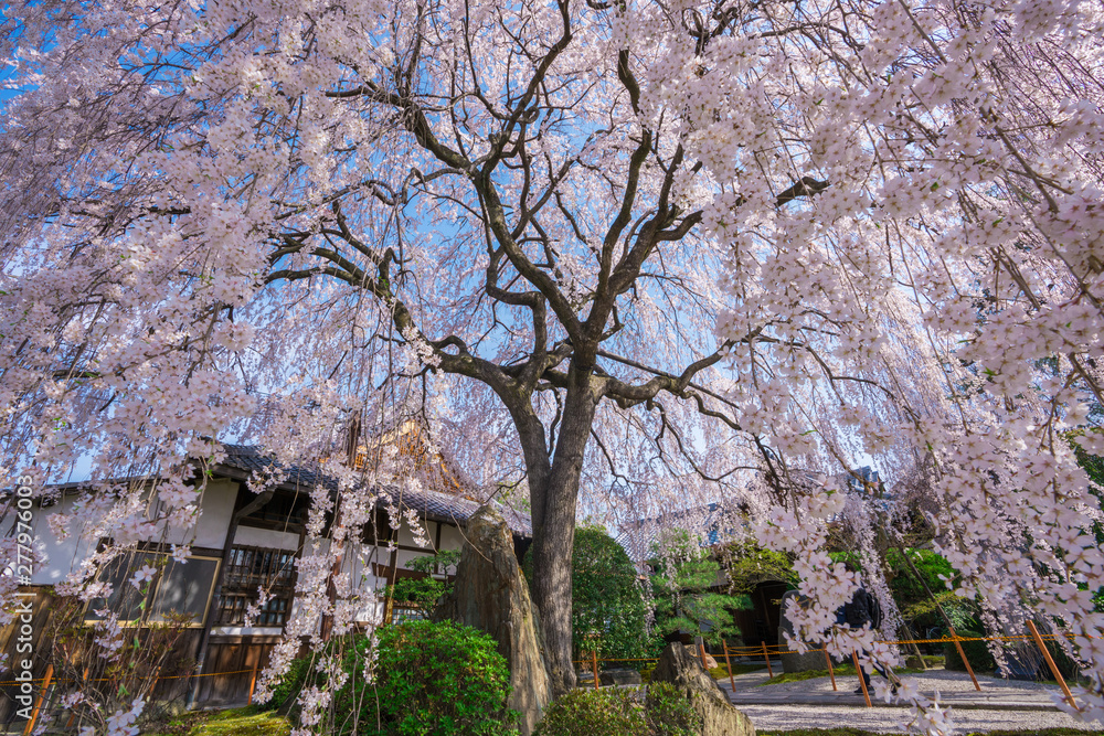 京都 本満寺の枝垂れ桜 京都 本満寺の枝垂れ桜