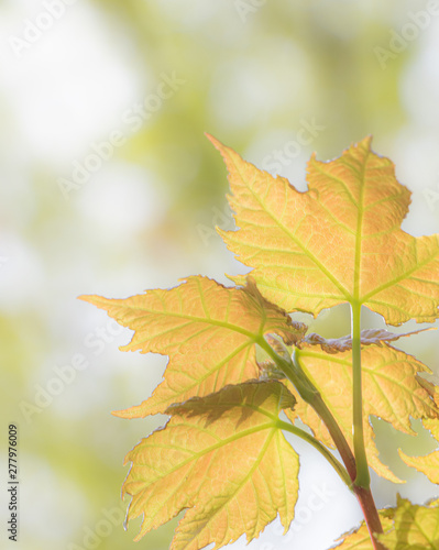 Nature concept background of soft yellow maple leaves
