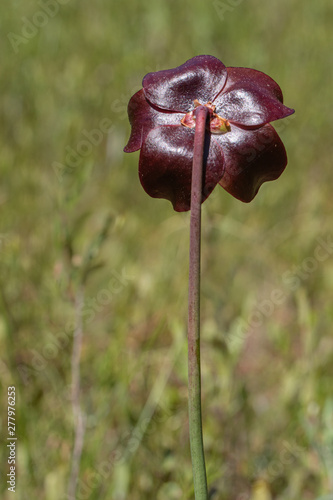 rear view of Northern pitcher plant or Sarracenia purpurea photo