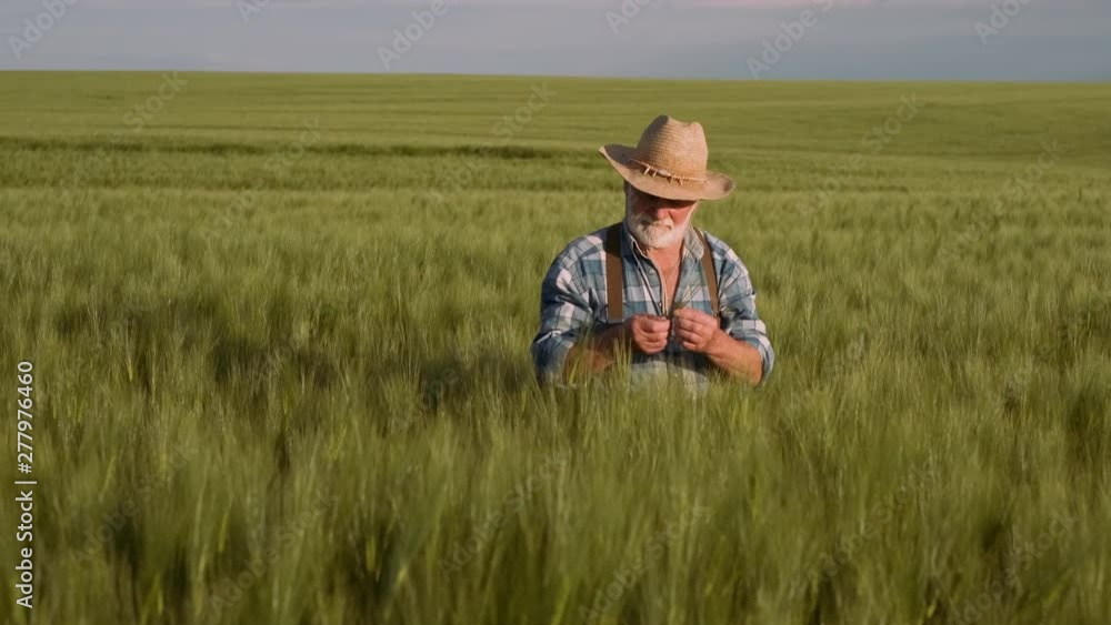 Skilled Old Farmer Is Working. Agriculture, Farming Concept. Skilled Old Farmer Is Working. Agriculture, Farming Concept.