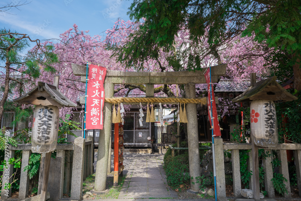 京都　水火天満宮の枝垂れ桜