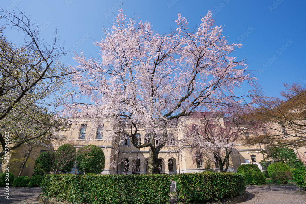 京都　京都府庁旧本館の枝垂れ桜