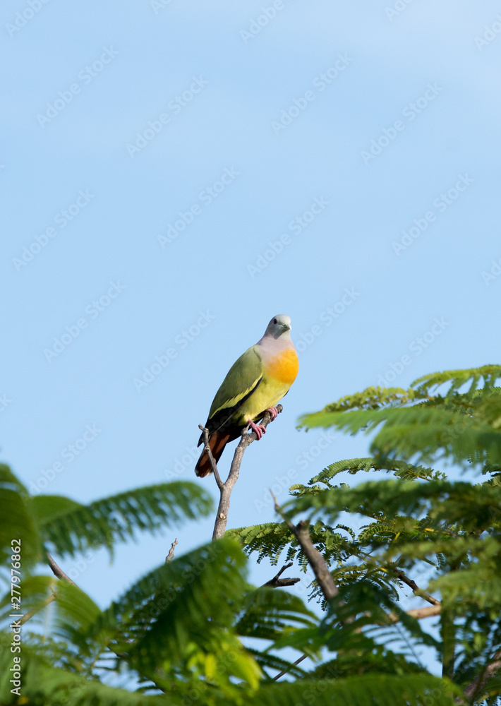 Male Pink-necked Pigeon (Treron vernans) perching at top of the tree in a garden with blue clear sky. Male Pink-necked Pigeon (Treron vernans) perching at top of the tree in a garden with blue clear sky.