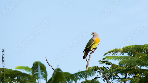 Male Pink-necked Pigeon (Treron vernans) perching at top of the tree in a garden with blue clear sky. photo