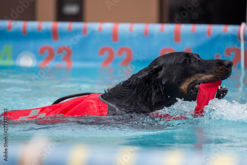 Black Dog Swimming with Toy / Dock Diving AKC 