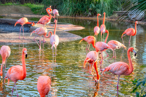exotic park with flock of flamingo 