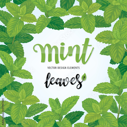Green mint leaves on background template. Vector set of herbal element for advertising, packaging design, greeting card and fashion design.