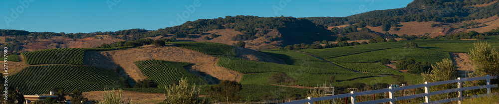 Hillside full of grape vines in the Napa valley at sunset