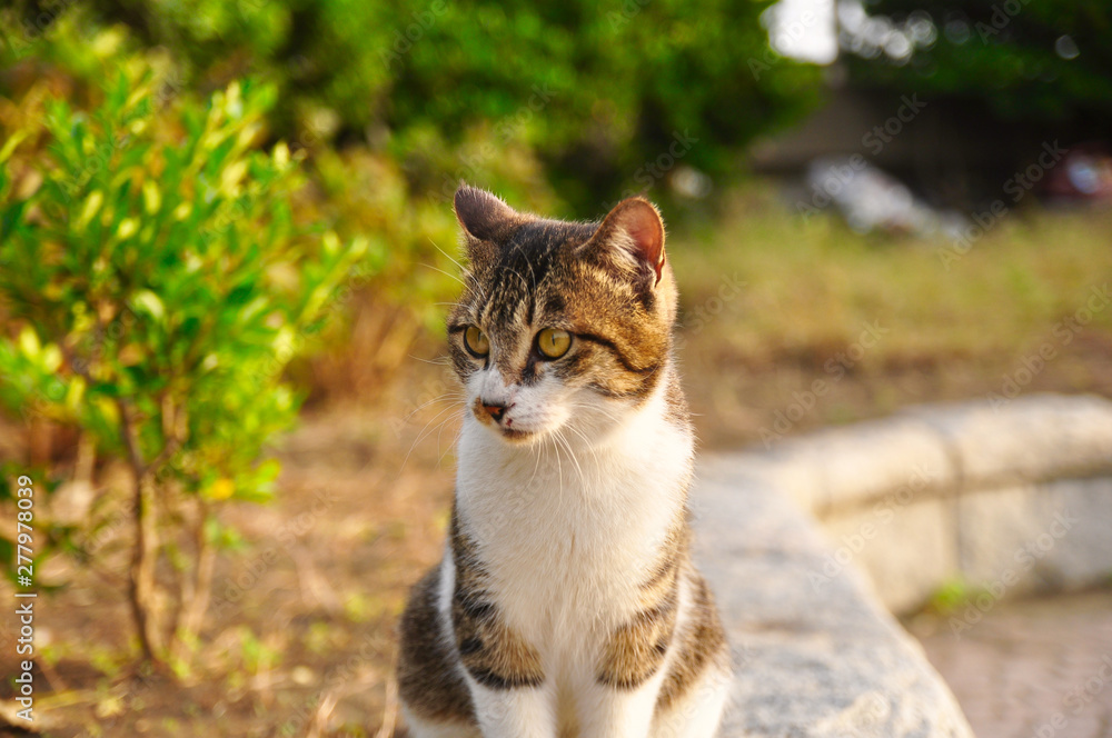 Colourful stray cat