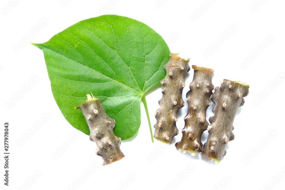 Tinospora crispa with heart green leaf on white background, Medicinal ...