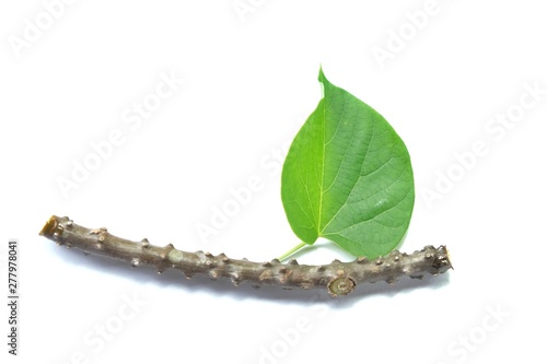 Tinospora crispa or Heart leaved moonseed with green leaf on white background, Medicinal properties help treat diseases. photo