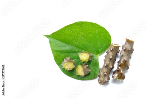 Tinospora crispa or Heart leaved moonseed or Tinospora cordifolia (Menispermaceae) three-part on heart green leave with white background. Medicinal properties help treat diseases.
