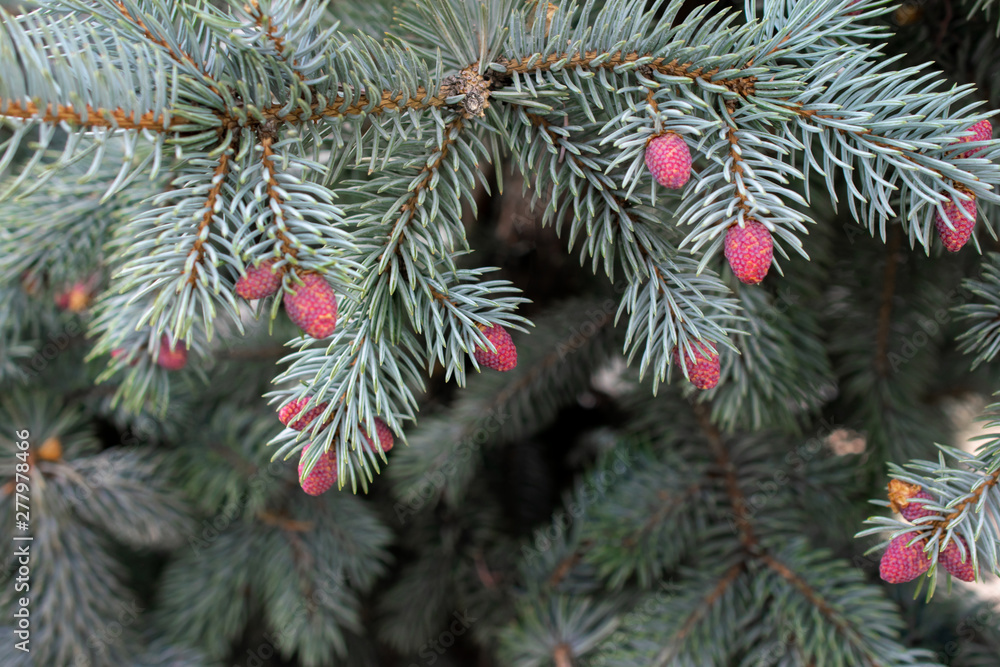 blue spruce branches close-up with small cones