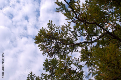 Krasnoyarsk Russia  Looking up through branches of a fir tree