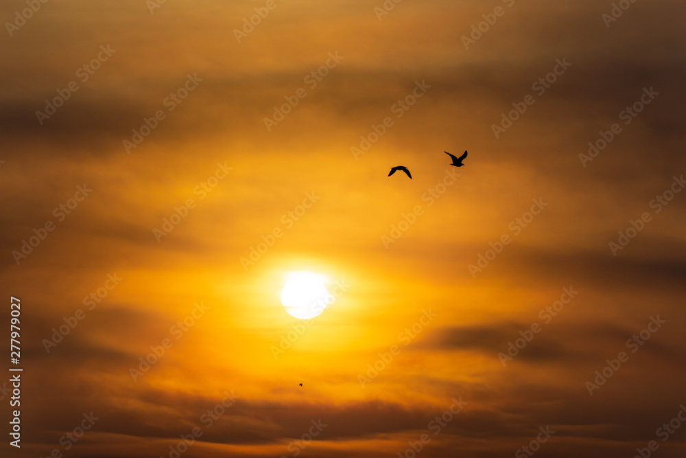 aves volando en contraste al sol en un atardecer cálido