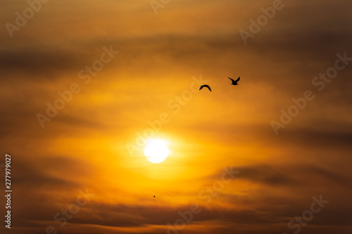 aves volando en contraste al sol en un atardecer cálido