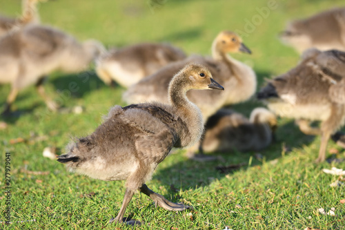 Baby Goslings in the Park