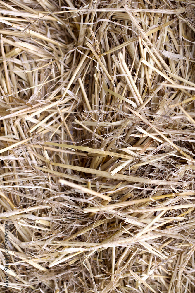 Background texture of yellow straw. View from above, vertical, close-up, free space, in the open air. Concept of agriculture and ecology