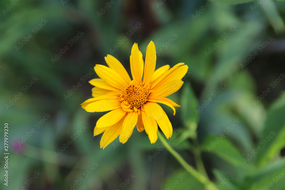 Floral background.The yellow flowers of Helenium on a sunny day against the background of green grass. Horizontal, close-up, place for text. Concept of natural beauty. Floral background.The yellow flowers of Helenium on a sunny day against the background of green grass. Horizontal, close-up, place for text. Concept of natural beauty.