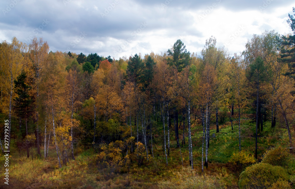 Rural Siberia Russia, view of birch woodland with autumn leaves from the trans-siberian train 