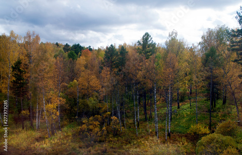 Rural Siberia Russia  view of birch woodland with autumn leaves from the trans-siberian train 