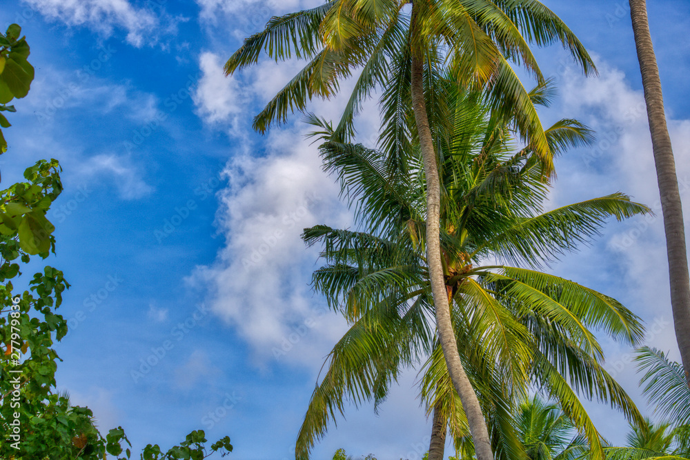 Fototapeta premium Dieses einzigartige Foto zeigt die Palmen und den bewölkten Himmel im Sommer auf einer kleinen Insel der Malediven