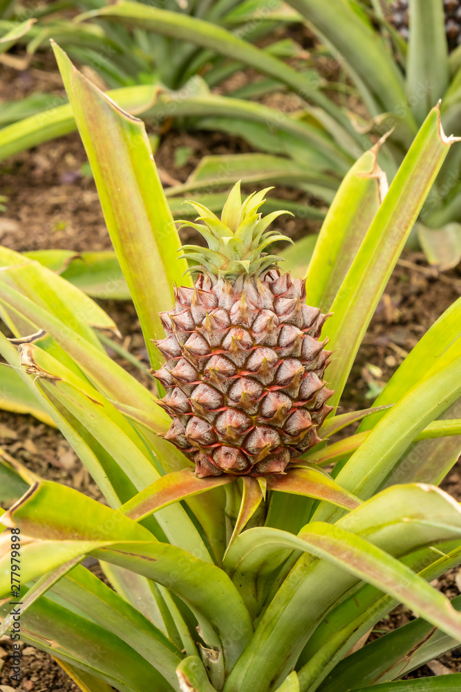 Closeup of a Pineapple in Green House of Sao Miguel, Azores, Portugal Closeup of a Pineapple in Green House of Sao Miguel, Azores, Portugal
