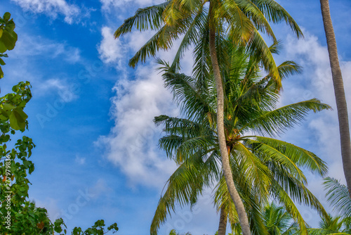 Dieses einzigartige Foto zeigt die Palmen und den bew  lkten Himmel im Sommer auf einer kleinen Insel der Malediven