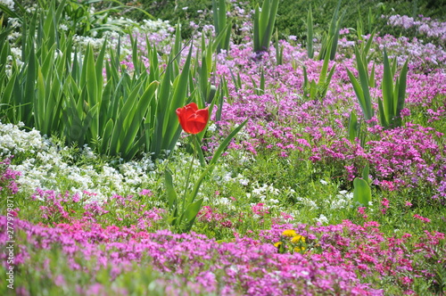 single red tulip in a field of flowers