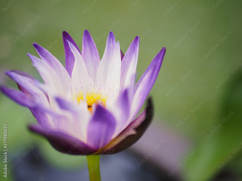 White and purple colour of water lily flower White and purple colour of water lily flower